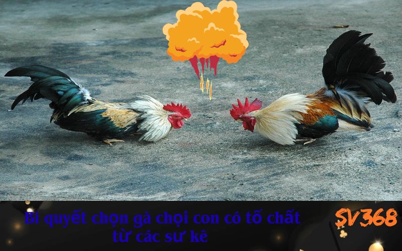 Bí quyết chọn gà chọi con có tố chất từ các sư kê của SV368