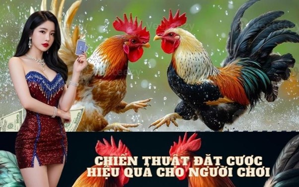 Chiến thuật đặt cược hiệu quả cho người chơi