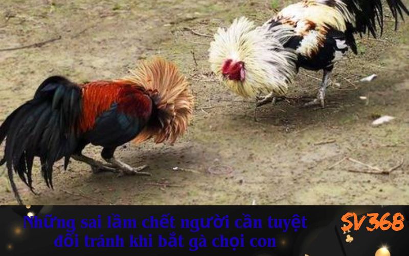 Những sai lầm chết người cần tuyệt đối tránh khi bắt gà chọi con