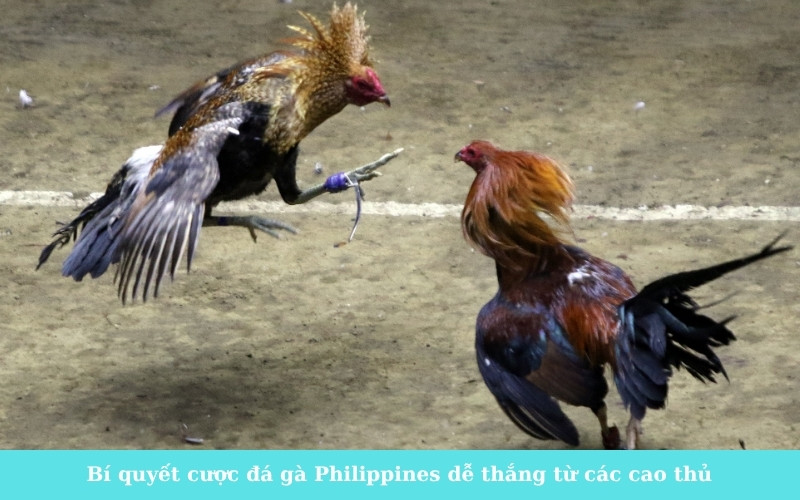 Bí quyết cược đá gà Philippines dễ thắng từ các cao thủ