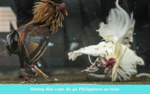 Hướng dẫn cược đá gà Philippines an toàn